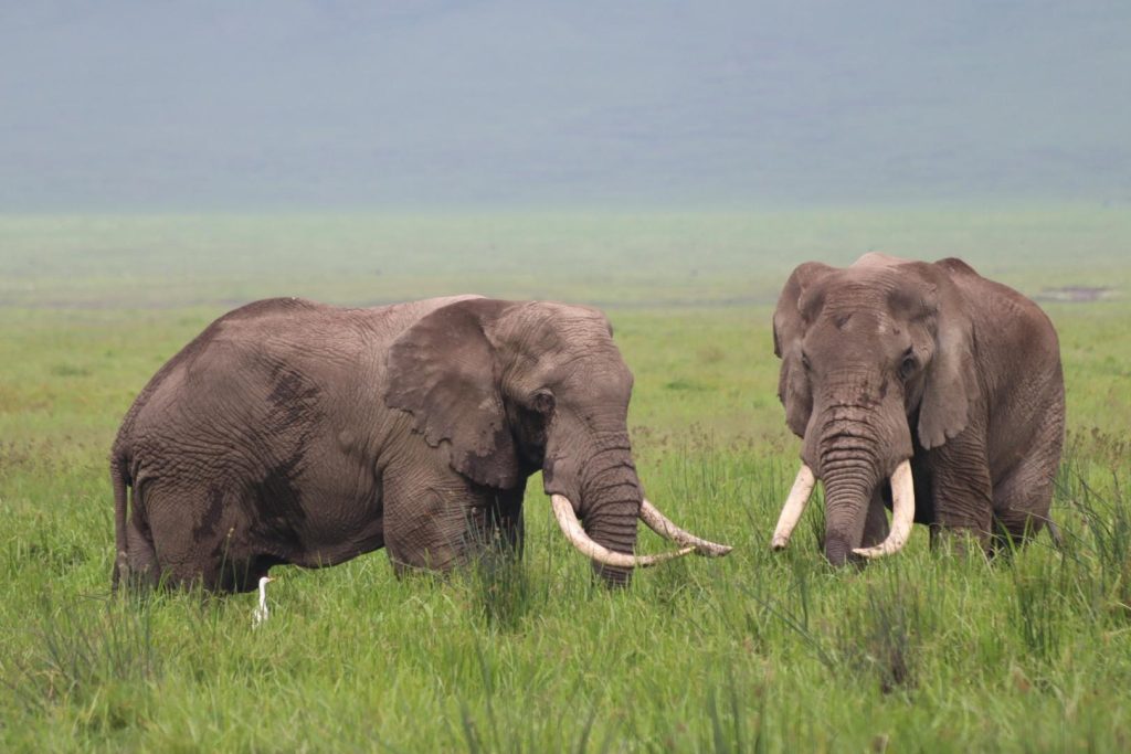 Elephant 3